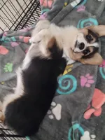 Stella, a female Cardigan Welsh Corgi and Pembroke Welsh Corgi for sale in Apple Valley, CA – 4 of 6