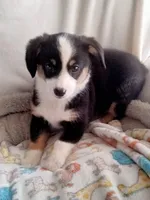 Blue - Auggie Ready Today, a male Pembroke Welsh Corgi and Toy Australian Shepherd for sale in Apple Valley, CA – Photo 4 of 7