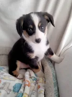 Blue - Auggie Ready Today, a male Pembroke Welsh Corgi and Toy Australian Shepherd for sale in Apple Valley, CA – Photo 2 of 7