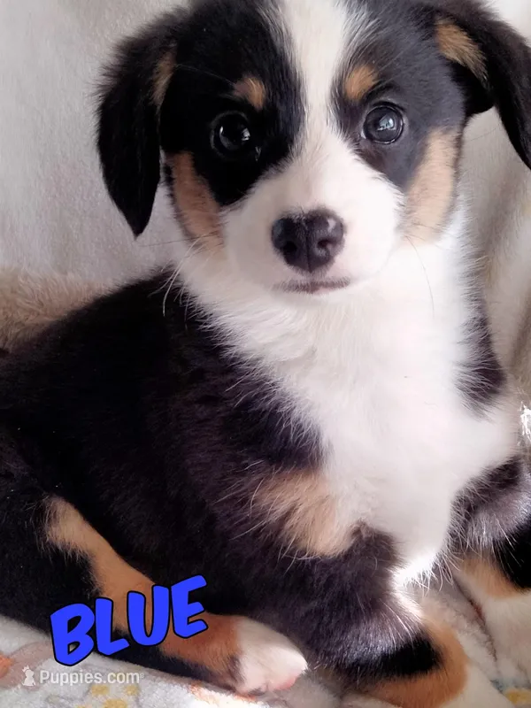 Blue - Auggie Ready Today – Pembroke Welsh Corgi, Toy Australian Shepherd puppy for sale in Apple Valley, CA