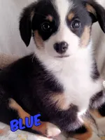 Blue - Auggie Ready Today, a male Pembroke Welsh Corgi and Toy Australian Shepherd for sale in Apple Valley, CA – Photo 1 of 7