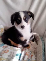 Blue - Auggie Ready Today, a male Pembroke Welsh Corgi and Toy Australian Shepherd for sale in Apple Valley, CA – Photo 5 of 7