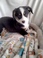 Blue - Auggie Ready Today, a male Pembroke Welsh Corgi and Toy Australian Shepherd for sale in Apple Valley, CA – Photo 3 of 7