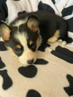 Nate , a male Pembroke Welsh Corgi for sale in Apple Valley, CA – 4 of 6