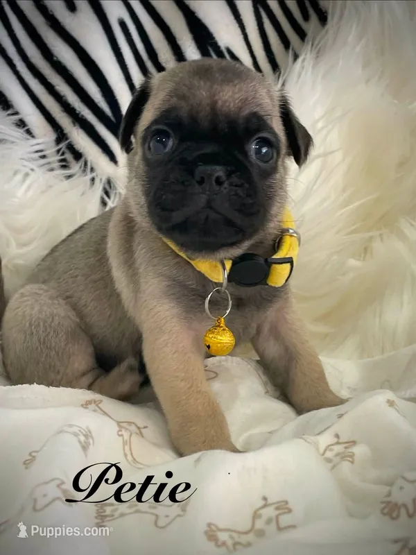 Petey – Pug puppy for sale in Apple Valley, CA