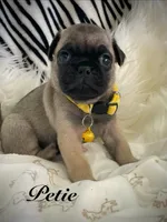 Petey, a male Pug for sale in Apple Valley, CA – 1 of 7