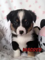 Magred - Auggie , a female Toy Australian Shepherd for sale in Apple Valley, CA – Photo 1 of 7