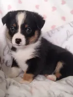 Magred - Auggie , a female Toy Australian Shepherd for sale in Apple Valley, CA – Photo 3 of 7