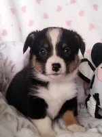 Magred - Auggie , a female Toy Australian Shepherd for sale in Apple Valley, CA – Photo 5 of 7