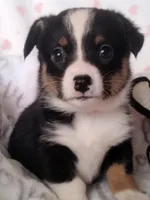 Magred - Auggie , a female Toy Australian Shepherd for sale in Apple Valley, CA – Photo 2 of 7