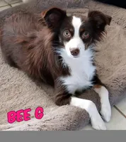 Magred - Auggie , a female Toy Australian Shepherd for sale in Apple Valley, CA – Photo 7 of 7