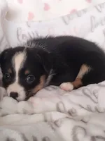 Magred - Auggie , a female Toy Australian Shepherd for sale in Apple Valley, CA – Photo 4 of 7