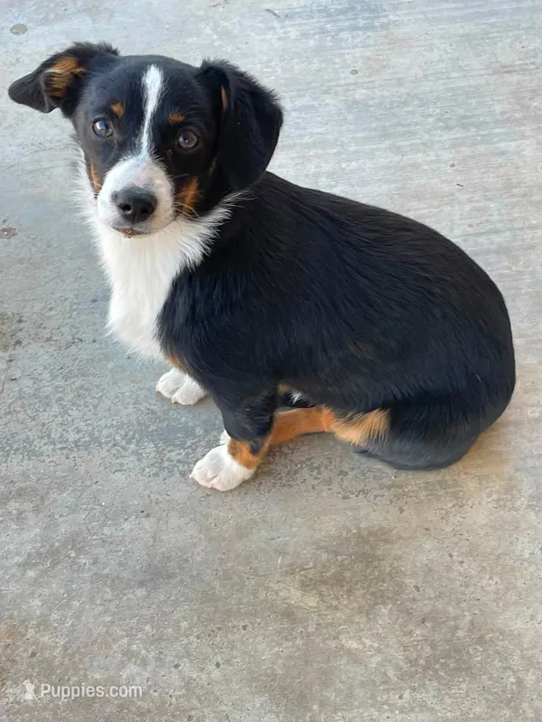 Bindy - Auggie  – Pembroke Welsh Corgi, Toy Australian Shepherd puppy for sale in Apple Valley, CA