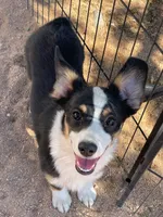 Blue - Auggie , a male Pembroke Welsh Corgi and Toy Australian Shepherd for sale in Apple Valley, CA – 2 of 7