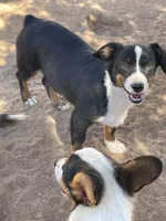 Bindy - Auggie, a female Pembroke Welsh Corgi and Toy Australian Shepherd for sale in Apple Valley, CA – 3 of 8