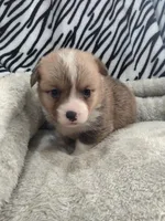 White Collar , a male Pembroke Welsh Corgi for sale in Apple Valley, CA – Photo 2 of 5