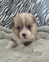 White Collar , a male Pembroke Welsh Corgi for sale in Apple Valley, CA – Photo 1 of 5