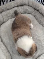 White Collar , a male Pembroke Welsh Corgi for sale in Apple Valley, CA – Photo 3 of 5