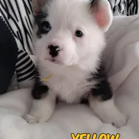 Yellow Ready Today , a male Pembroke Welsh Corgi for sale in Apple Valley, CA – Photo 1 of 8