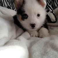 Yellow Ready Today , a male Pembroke Welsh Corgi for sale in Apple Valley, CA – Photo 5 of 8