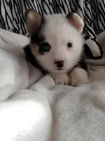 Yellow , a male Pembroke Welsh Corgi for sale in Apple Valley, CA – Photo 5 of 8