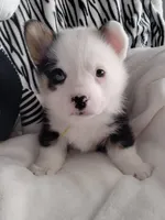 Yellow , a male Pembroke Welsh Corgi for sale in Apple Valley, CA – Photo 2 of 8