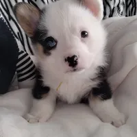 Yellow Ready Today , a male Pembroke Welsh Corgi for sale in Apple Valley, CA – Photo 3 of 8