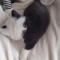 Yellow Ready Today , a male Pembroke Welsh Corgi for sale in Apple Valley, CA – Photo 6 of 8