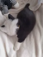 Yellow , a male Pembroke Welsh Corgi for sale in Apple Valley, CA – Photo 6 of 8