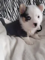 Yellow , a male Pembroke Welsh Corgi for sale in Apple Valley, CA – Photo 4 of 8