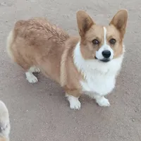 Yellow Ready Today , a male Pembroke Welsh Corgi for sale in Apple Valley, CA – Photo 7 of 8