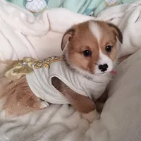 Pink , a female Pembroke Welsh Corgi for sale in Apple Valley, CA – Photo 2 of 7