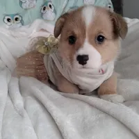 Pink , a female Pembroke Welsh Corgi for sale in Apple Valley, CA – Photo 3 of 7