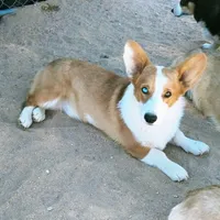 Pink , a female Pembroke Welsh Corgi for sale in Apple Valley, CA – Photo 7 of 7