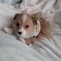 Pink , a female Pembroke Welsh Corgi for sale in Apple Valley, CA – Photo 4 of 7