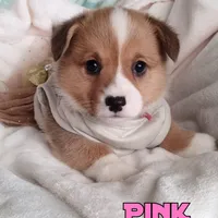 Pink , a female Pembroke Welsh Corgi for sale in Apple Valley, CA – Photo 1 of 7