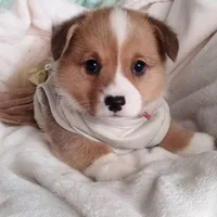 Pink , a female Pembroke Welsh Corgi for sale in Apple Valley, CA – Photo 5 of 7