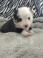 Yellow Collar, a male Pembroke Welsh Corgi for sale in Apple Valley, CA – Photo 2 of 5