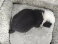 Yellow Collar, a male Pembroke Welsh Corgi for sale in Apple Valley, CA – Photo 3 of 5