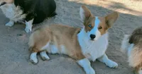 Yellow Collar, a male Pembroke Welsh Corgi for sale in Apple Valley, CA – Photo 4 of 5
