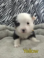 Yellow Collar, a male Pembroke Welsh Corgi for sale in Apple Valley, CA – Photo 1 of 5