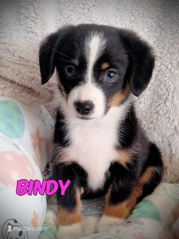 Bindy-Auggie - Ready now  – Pembroke Welsh Corgi, Toy Australian Shepherd puppy for sale in Apple Valley, CA