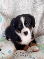 Bindy-Auggie - Ready now , a female Pembroke Welsh Corgi and Toy Australian Shepherd for sale in Apple Valley, CA – Photo 3 of 7