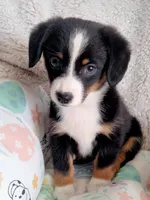Bindy-Auggie - Ready now , a female Pembroke Welsh Corgi and Toy Australian Shepherd for sale in Apple Valley, CA – Photo 5 of 7