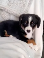 Bindy-Auggie - Ready now , a female Pembroke Welsh Corgi and Toy Australian Shepherd for sale in Apple Valley, CA – Photo 2 of 7