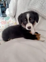 Bindy-Auggie - Ready now , a female Pembroke Welsh Corgi and Toy Australian Shepherd for sale in Apple Valley, CA – Photo 4 of 7