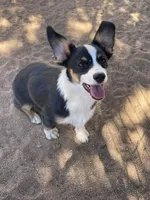 Bonnie-Auggie , a female Pembroke Welsh Corgi and Toy Australian Shepherd for sale in Apple Valley, CA – 3 of 7