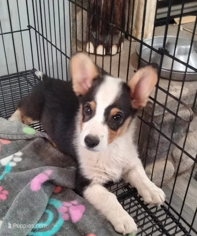 Chewy – Pembroke Welsh Corgi puppy for sale in Apple Valley, CA