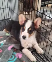 Chewy, a male Pembroke Welsh Corgi for sale in Apple Valley, CA – 1 of 5