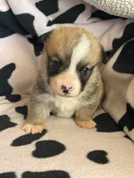 Cleo - Triple Clear - AKC full , a male Pembroke Welsh Corgi for sale in Apple Valley, CA – 2 of 7